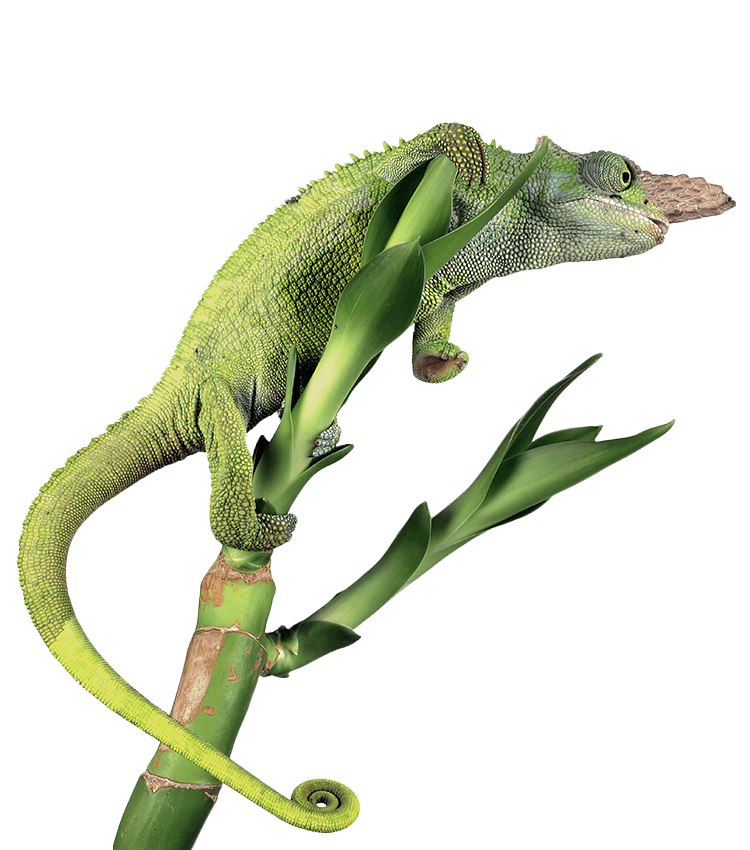 Fischer chameleon closeup with transparent background