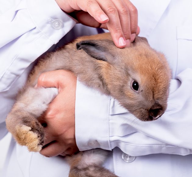 Doctor massaging the head of brown brown rabbit