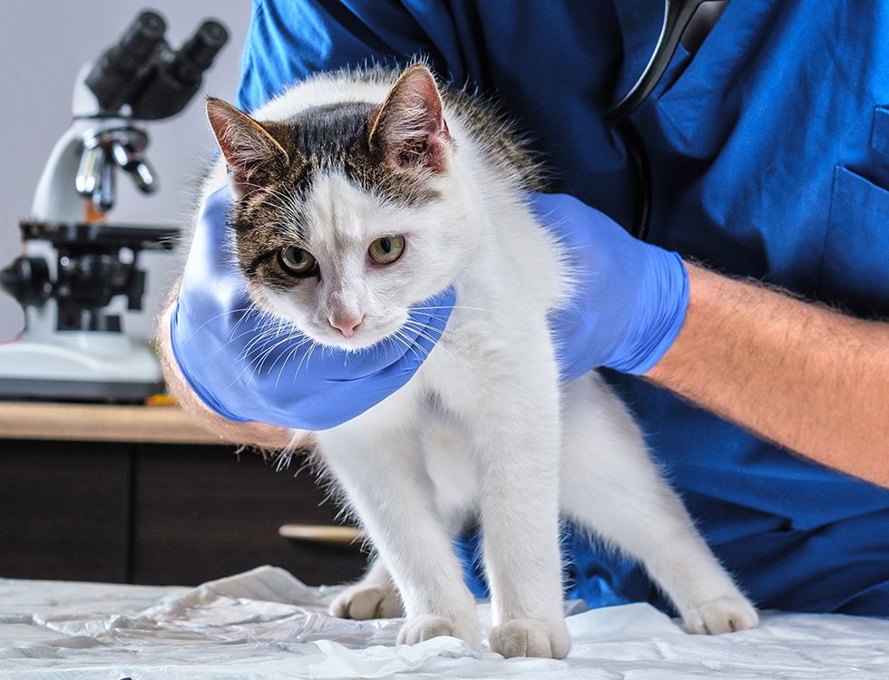 veterinary examining sick cat with stethoscope in vet clinic