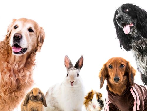 Group of pets sitting in front of white background