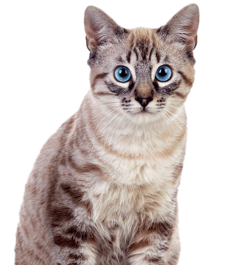 Cat with blue eyes on transparent background