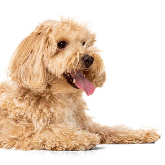 Maltipoo golden color posing isolated over white background